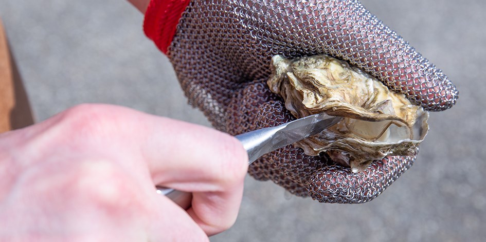 Safely Opening Oysters We Will Tell You How